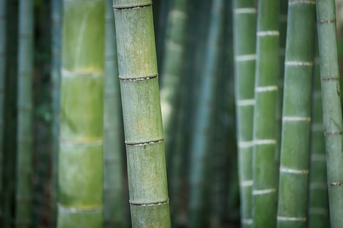 Why Use Bamboo in Activewear?